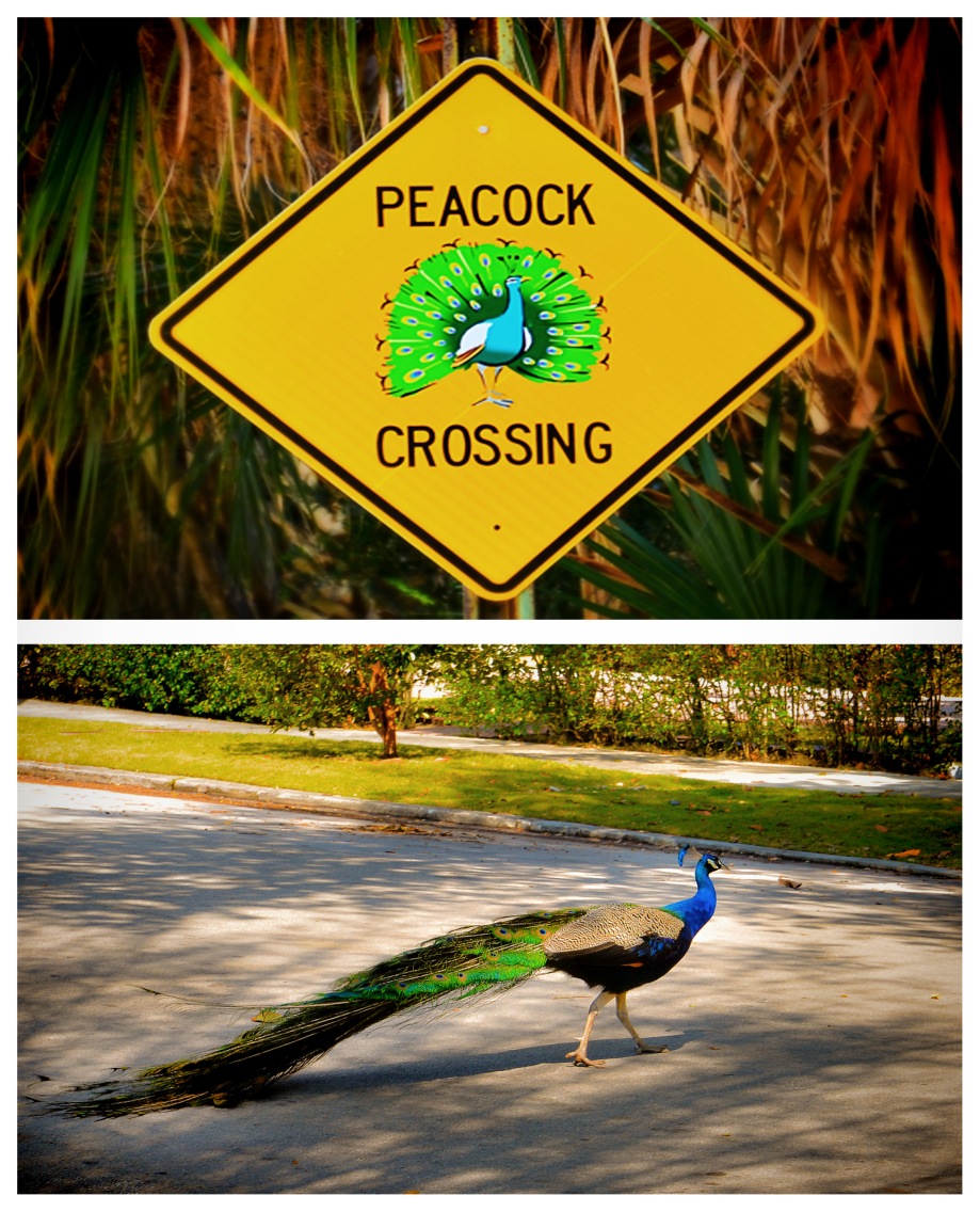 peacock diptych 