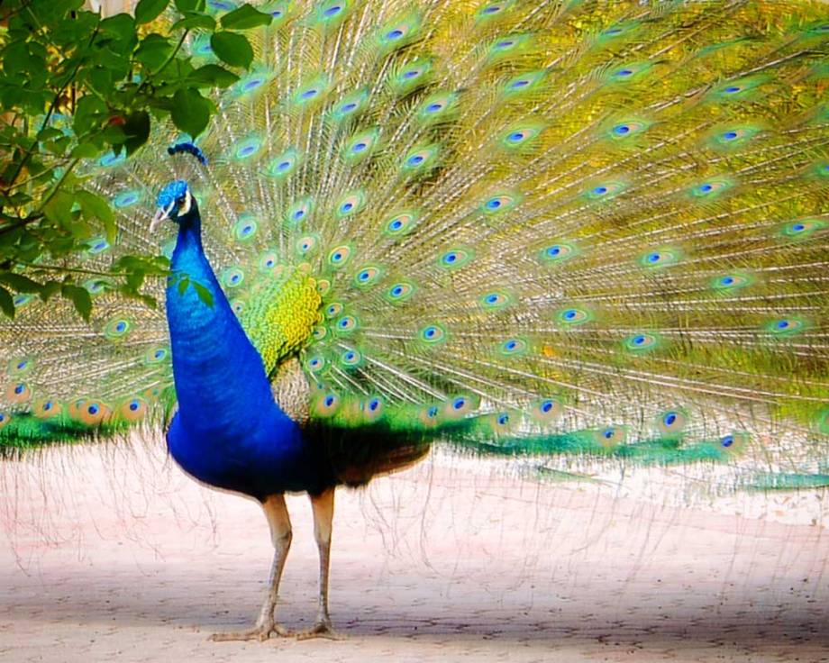 peacock-spray